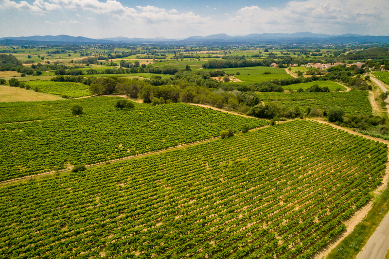 Vignerons de père en fils